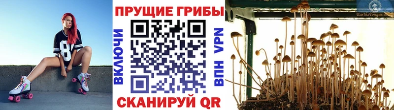 Псилоцибиновые грибы мицелий  купить наркоту  omg зеркало  Магас 
